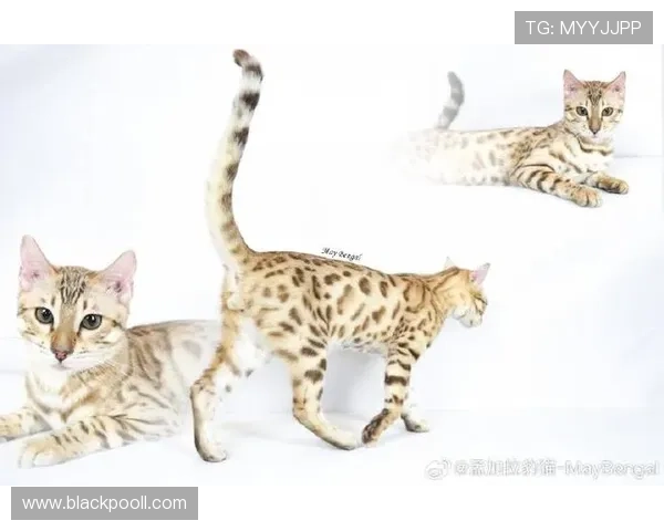 足球明星豹子高清照片展现运动与野性的完美结合